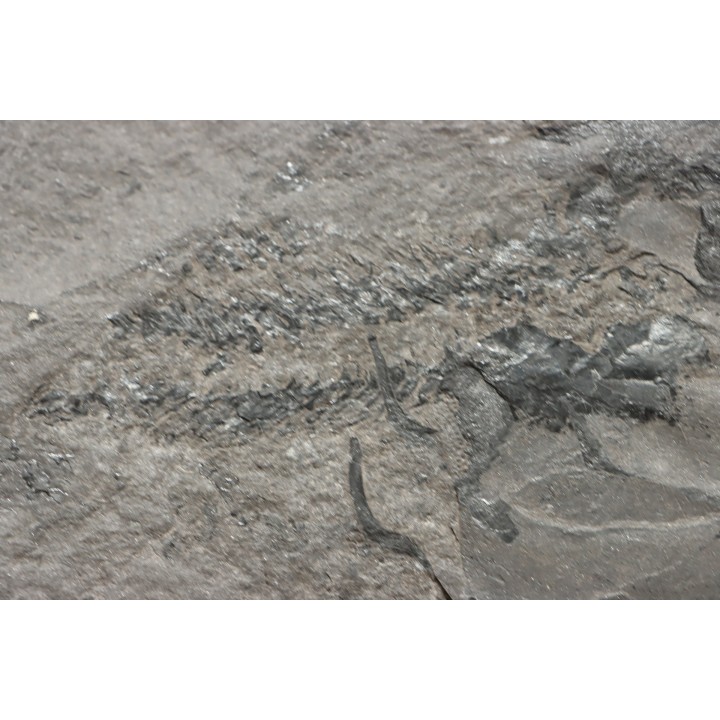très rare exemplaire de PLACODERME:  Coccosteus cuspidatus - Dévonien moyen -"old red sandstone Fmt"-  Orkney, Scotland