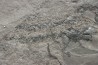 très rare exemplaire de PLACODERME:  Coccosteus cuspidatus - Dévonien moyen -"old red sandstone Fmt"-  Orkney, Scotland