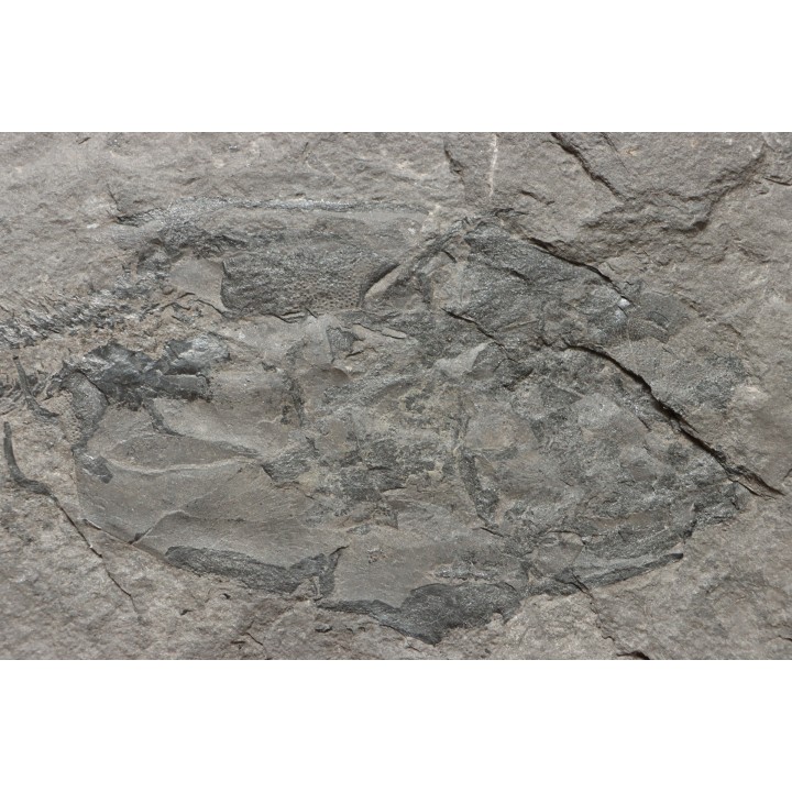 très rare exemplaire de PLACODERME:  Coccosteus cuspidatus - Dévonien moyen -"old red sandstone Fmt"-  Orkney, Scotland