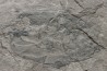 very rare PLACODERME: Coccosteus cuspidatus - Middle Devonian - old red sandstone Fmt - Orkney, Scotland