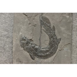 Gyroptychius agassizi - Dévonien moyen -"old red sandstone Fmt"-  Orkney, Scotland