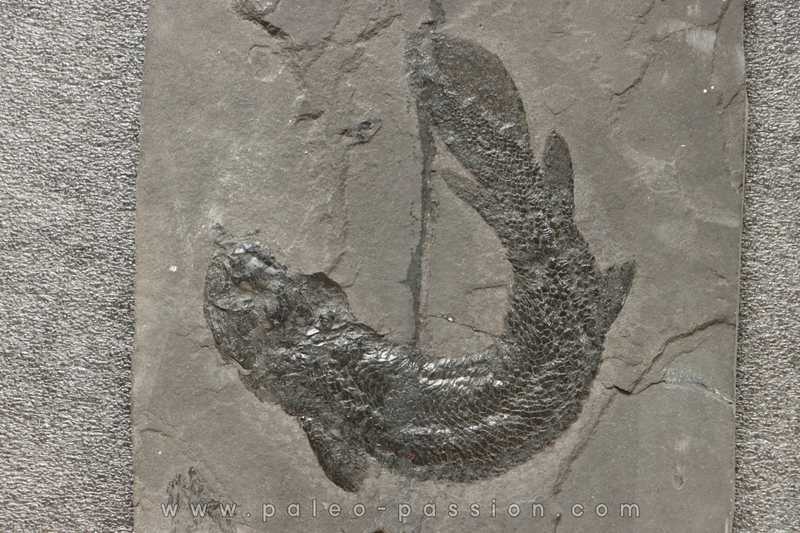 Gyroptychius agassizi (Traill, 1841) - Middle Devonian - old red sandstone Fmt - Orkney, Scotland