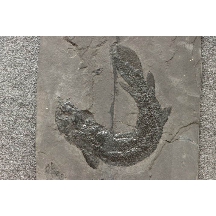 Gyroptychius agassizi (Traill, 1841) - Middle Devonian - old red sandstone Fmt - Orkney, Scotland