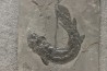 Gyroptychius agassizi (Traill, 1841) - Middle Devonian - old red sandstone Fmt - Orkney, Scotland