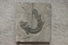 Gyroptychius agassizi (Traill, 1841) - Middle Devonian - old red sandstone Fmt - Orkney, Scotland