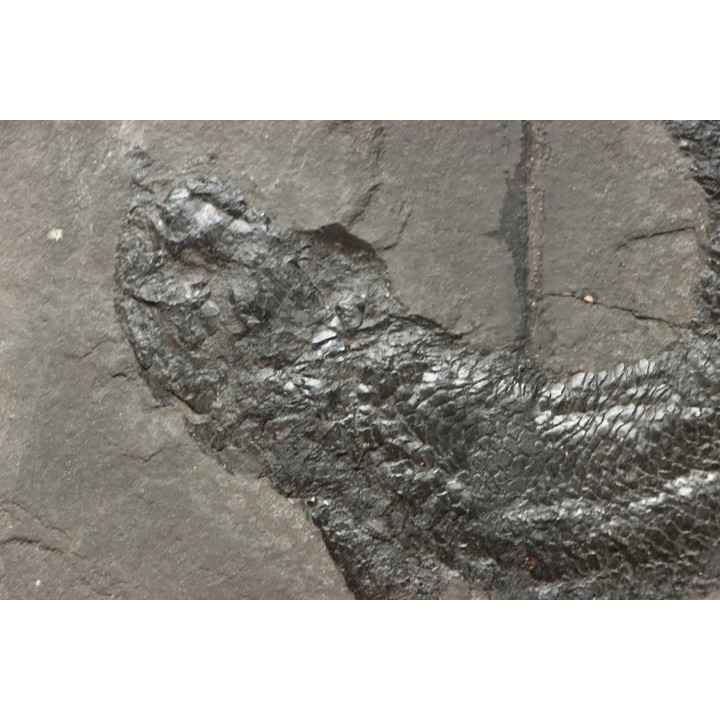 Gyroptychius agassizi - Dévonien moyen -"old red sandstone Fmt"-  Orkney, Scotland