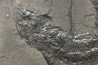 Gyroptychius agassizi (Traill, 1841) - Middle Devonian - old red sandstone Fmt - Orkney, Scotland