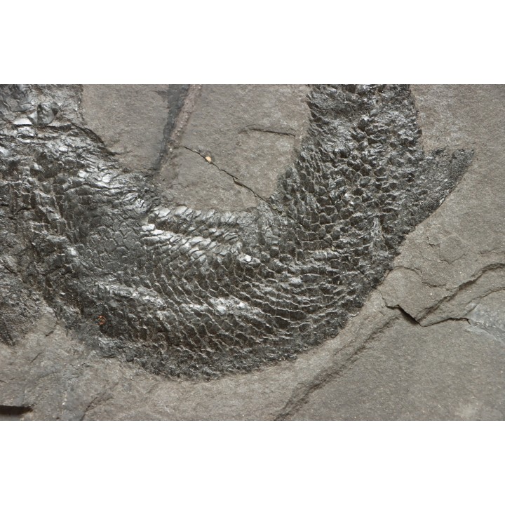 Gyroptychius agassizi (Traill, 1841) - Middle Devonian - old red sandstone Fmt - Orkney, Scotland