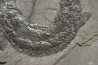 Gyroptychius agassizi (Traill, 1841) - Middle Devonian - old red sandstone Fmt - Orkney, Scotland