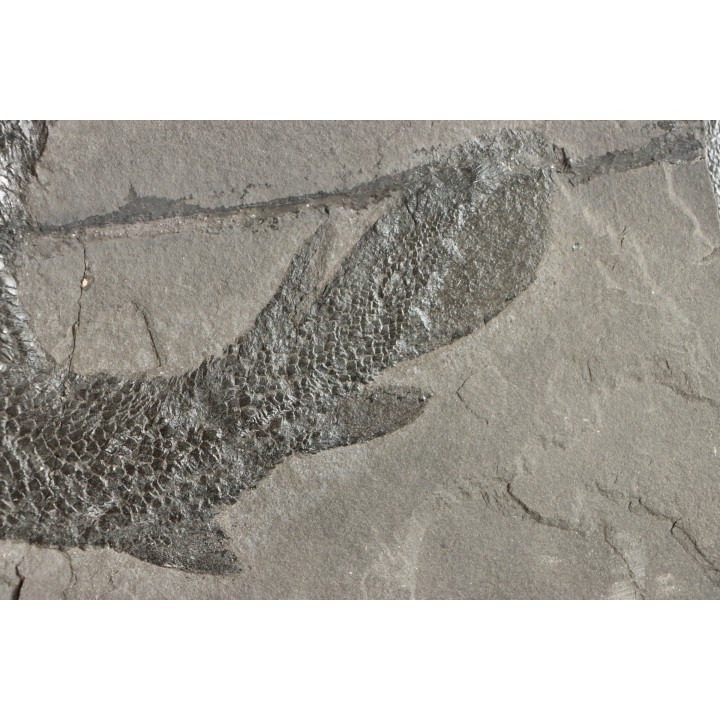 Gyroptychius agassizi - Dévonien moyen -"old red sandstone Fmt"-  Orkney, Scotland