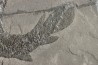 Gyroptychius agassizi - Dévonien moyen -"old red sandstone Fmt"- Orkney, Scotland