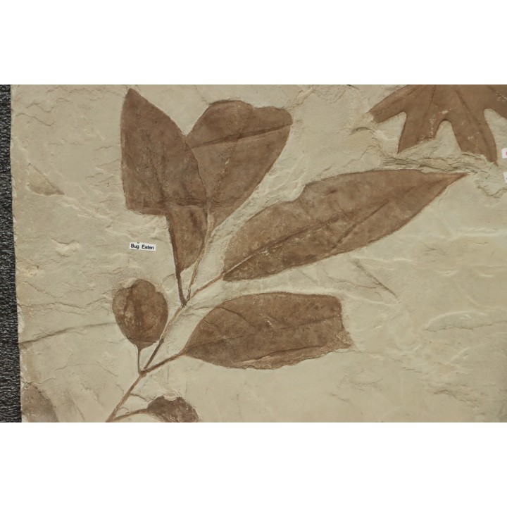 Fraxinus flexifolia (Ash leaf)  and Sycamore, Platanus wyomingensis (Knowlton)