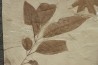 grande plaque (36 / 30 cm ) avec Frene: Fraxinus flexifolia et Sycamore: Platanus wyomingensis - Eocene - Utah, USA