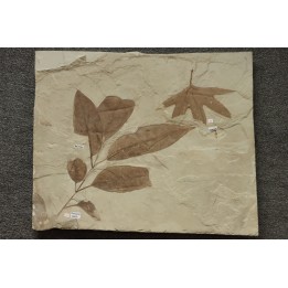 Fraxinus flexifolia (Ash leaf)  and Sycamore, Platanus wyomingensis (Knowlton)