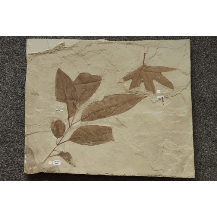 grande plaque (36 / 30 cm ) avec Frene: Fraxinus flexifolia et Sycamore: Platanus wyomingensis - Eocene - Utah, USA