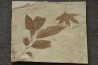 Fraxinus flexifolia (Ash leaf)  and Sycamore, Platanus wyomingensis (Knowlton)