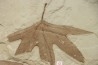 grande plaque (36 / 30 cm ) avec Frene: Fraxinus flexifolia et Sycamore: Platanus wyomingensis - Eocene - Utah, USA