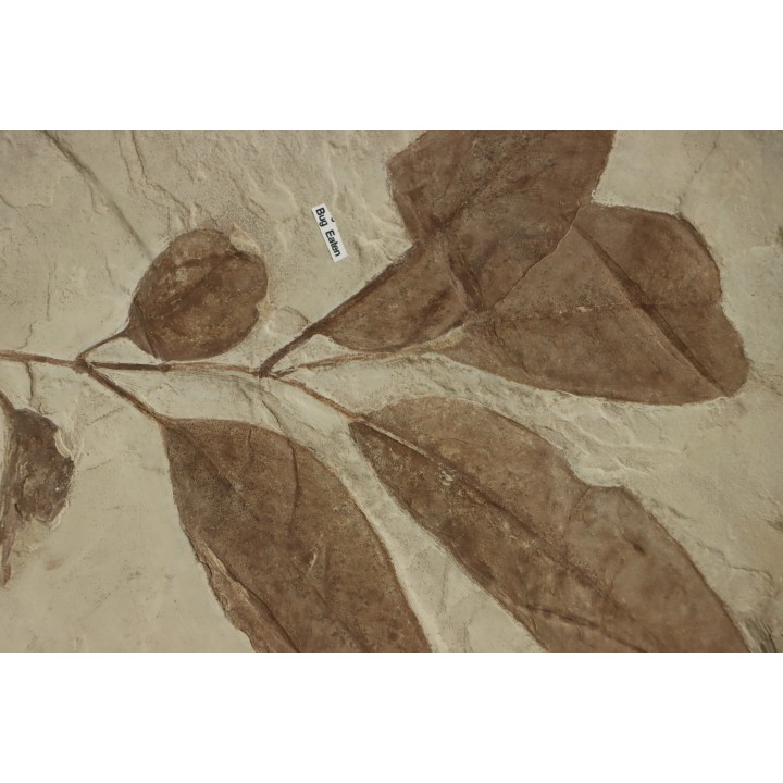 grande plaque (36 / 30 cm ) avec Frene: Fraxinus flexifolia et Sycamore: Platanus wyomingensis - Eocene - Utah, USA
