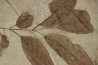 grande plaque (36 / 30 cm ) avec Frene: Fraxinus flexifolia et Sycamore: Platanus wyomingensis - Eocene - Utah, USA