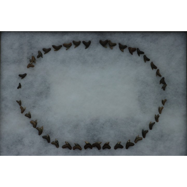 machoire de requin :  GALEACERDO ADUNCUS - Miocene - Anvers, Belgique