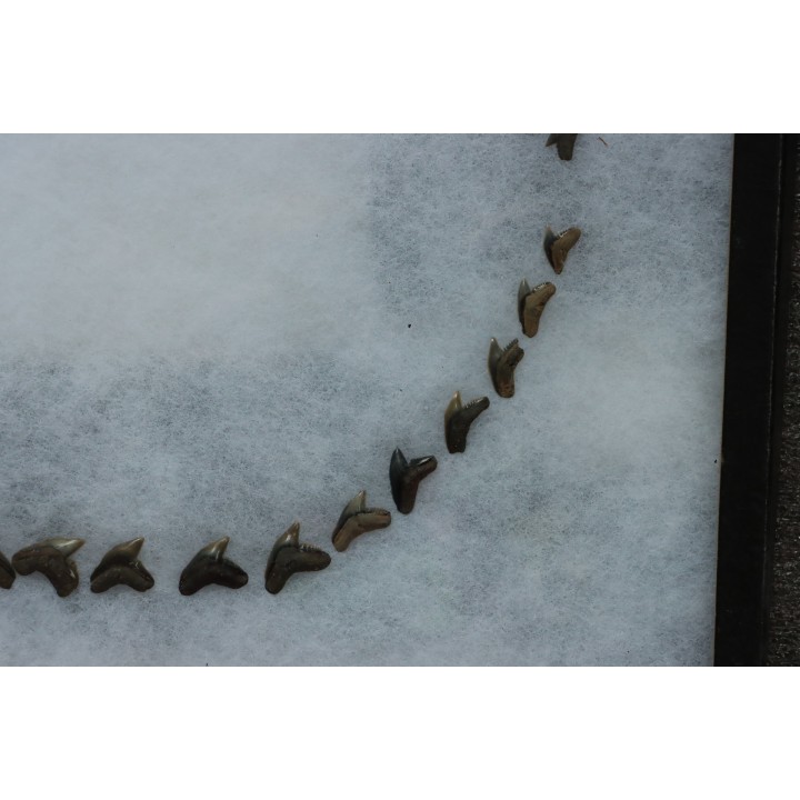 machoire de requin :  GALEACERDO ADUNCUS - Miocene - Anvers, Belgique