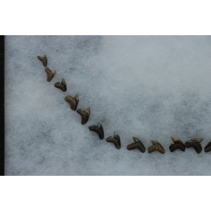 machoire de requin :  GALEACERDO ADUNCUS - Miocene - Anvers, Belgique
