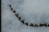 machoire de requin :  GALEACERDO ADUNCUS - Miocene - Anvers, Belgique