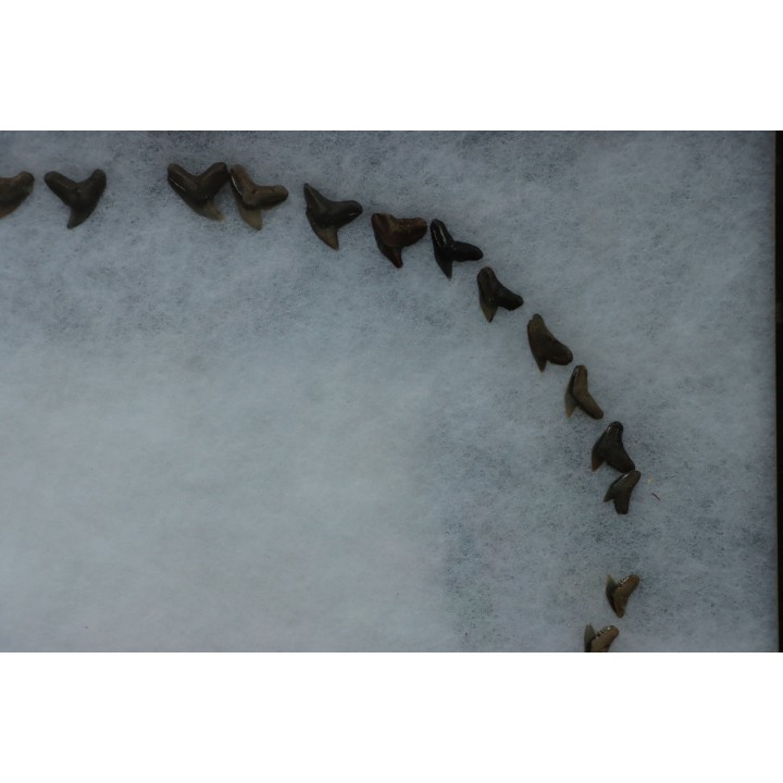 shark  jaw  GALEACERDO ADUNCUS  - Miocene  - Anvers,  Belgium