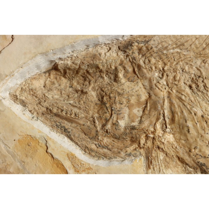 Caturus furcatus - upper jurassic - Solnhofen, Germany (ex-collection Frickhinger)