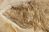 Caturus furcatus - upper jurassic - Solnhofen, Germany (ex-collection Frickhinger)