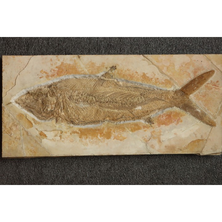tres gros (41 cm) Caturus furcatus -  jurassique - Solnhofen, Allemagne (ex-coll.Frickhinger)