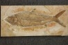 Caturus furcatus - upper jurassic - Solnhofen, Germany (ex-collection Frickhinger)