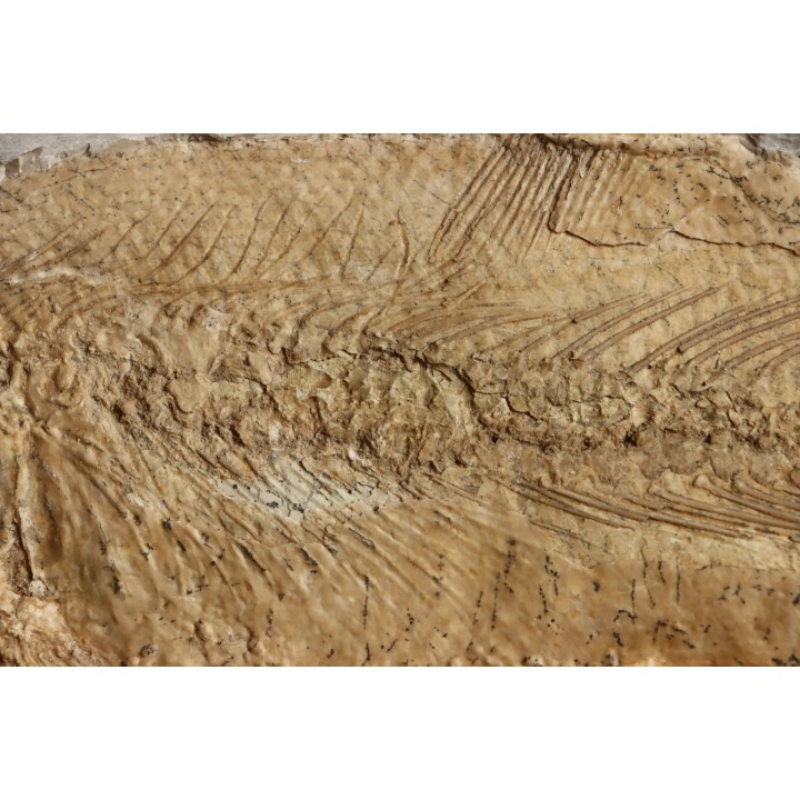 Caturus furcatus - upper jurassic - Solnhofen, Germany (ex-collection Frickhinger)