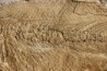 tres gros (41 cm) Caturus furcatus -  jurassique - Solnhofen, Allemagne (ex-coll.Frickhinger)