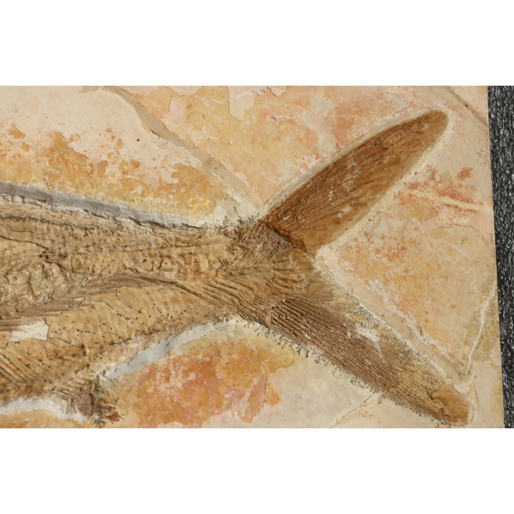 tres gros (41 cm) Caturus furcatus -  jurassique - Solnhofen, Allemagne (ex-coll.Frickhinger)