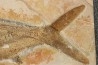 tres gros (41 cm) Caturus furcatus -  jurassique - Solnhofen, Allemagne (ex-coll.Frickhinger)