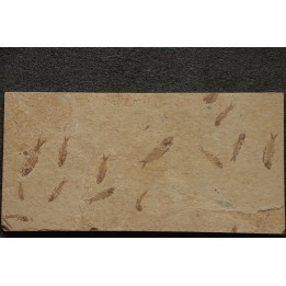 fish: KNIGHTIA EOCAENA