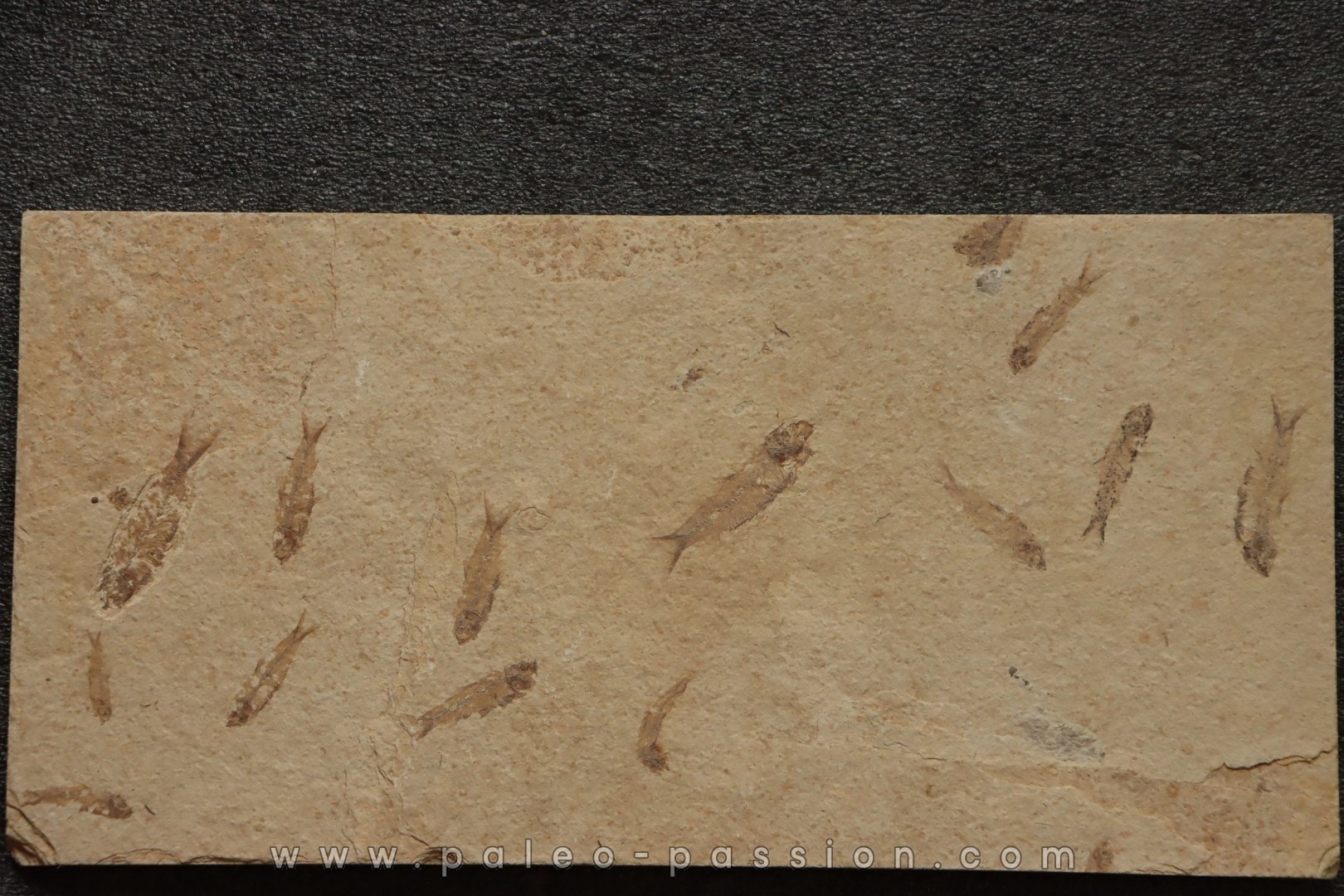 fish: KNIGHTIA EOCAENA