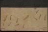 grande plaque avec 13 poissons fossile KNIGHTIA EOCAENA