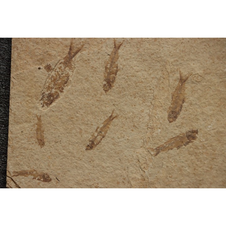 grande plaque avec 13 poissons fossile KNIGHTIA EOCAENA