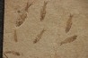 grande plaque avec 13 poissons fossile KNIGHTIA EOCAENA