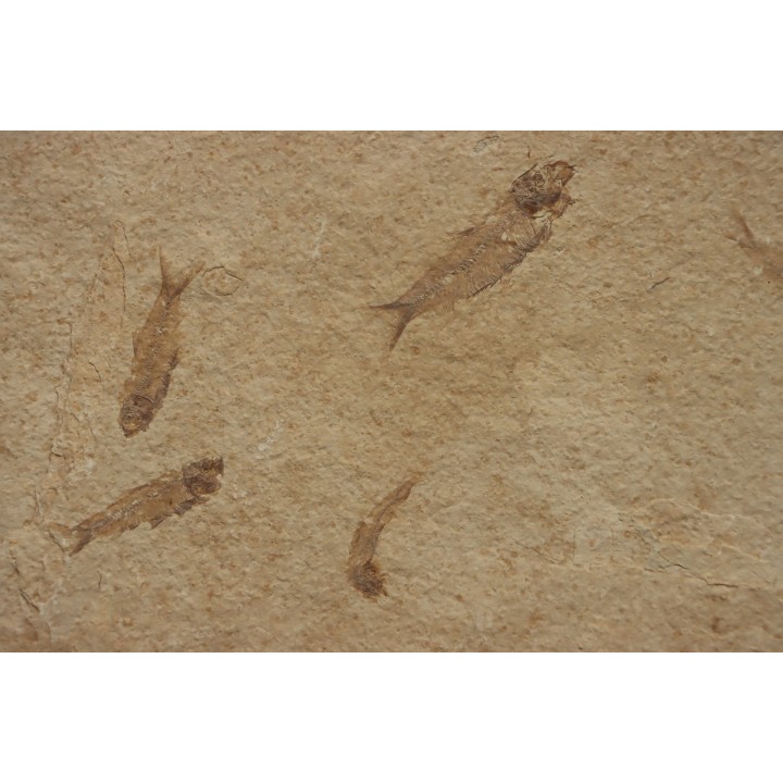 fish: KNIGHTIA EOCAENA