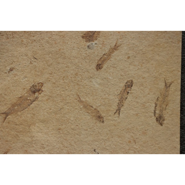 fish: KNIGHTIA EOCAENA