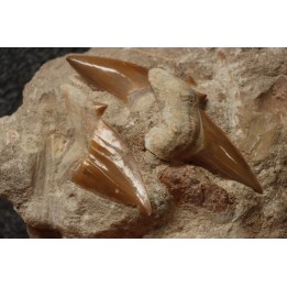 OTODUS OBLIQUUS - Ypresian - Oued Zem, Morocco