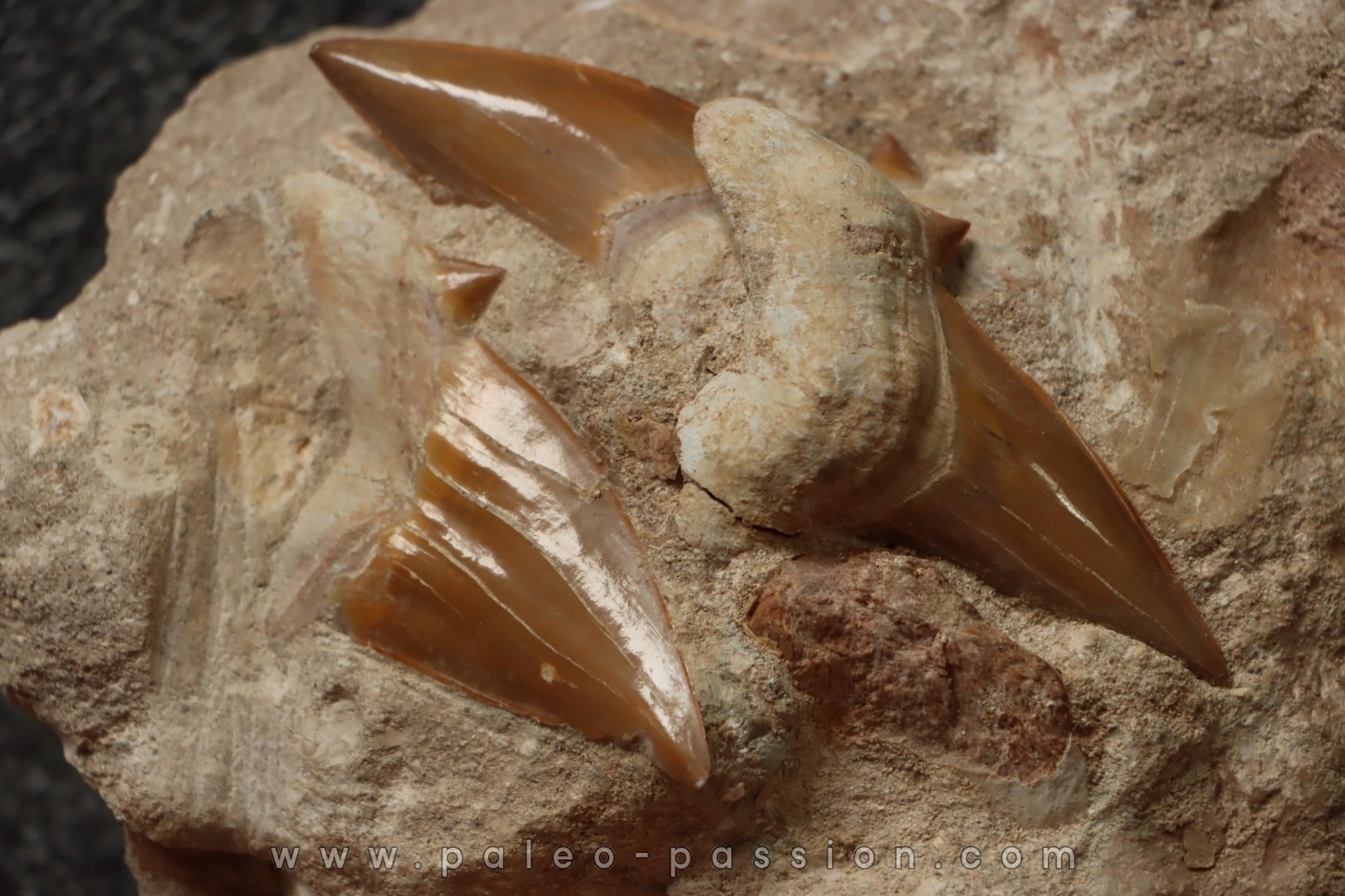 3 dents du même requin: OTODUS OBLIQUUS - Ypresien - Oued Zem, Maroc