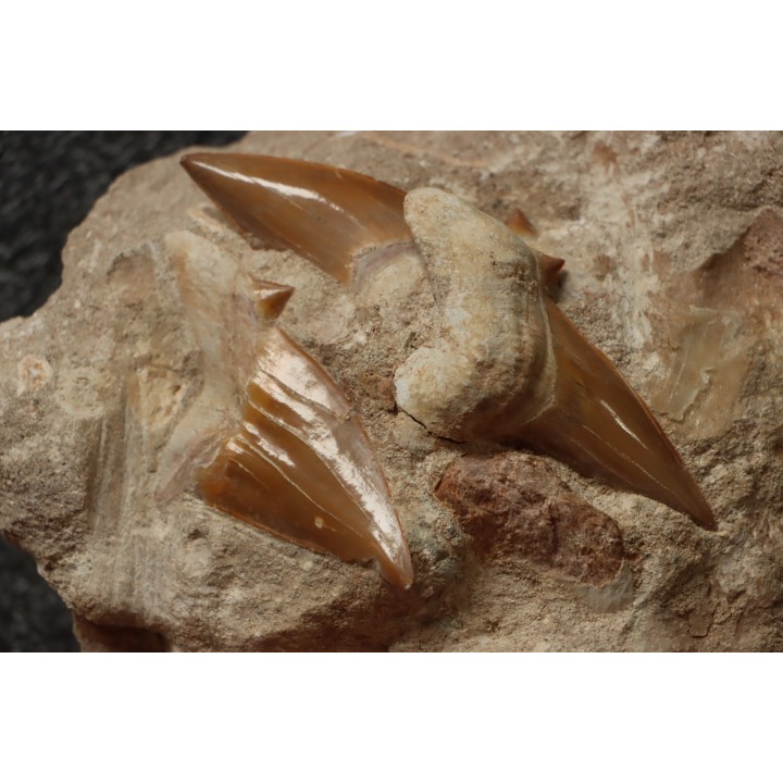 OTODUS OBLIQUUS - Ypresian - Oued Zem, Morocco