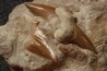 OTODUS OBLIQUUS - Ypresian - Oued Zem, Morocco