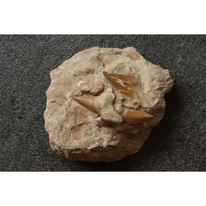 OTODUS OBLIQUUS - Ypresian - Oued Zem, Morocco
