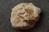 OTODUS OBLIQUUS - Ypresian - Oued Zem, Morocco
