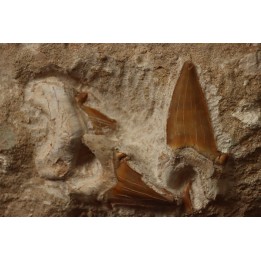 OTODUS OBLIQUUS - Ypresian - Oued Zem, Morocco